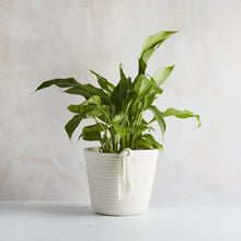 Load image into Gallery viewer, Cotton Eco Twist Plant Pot - Large
