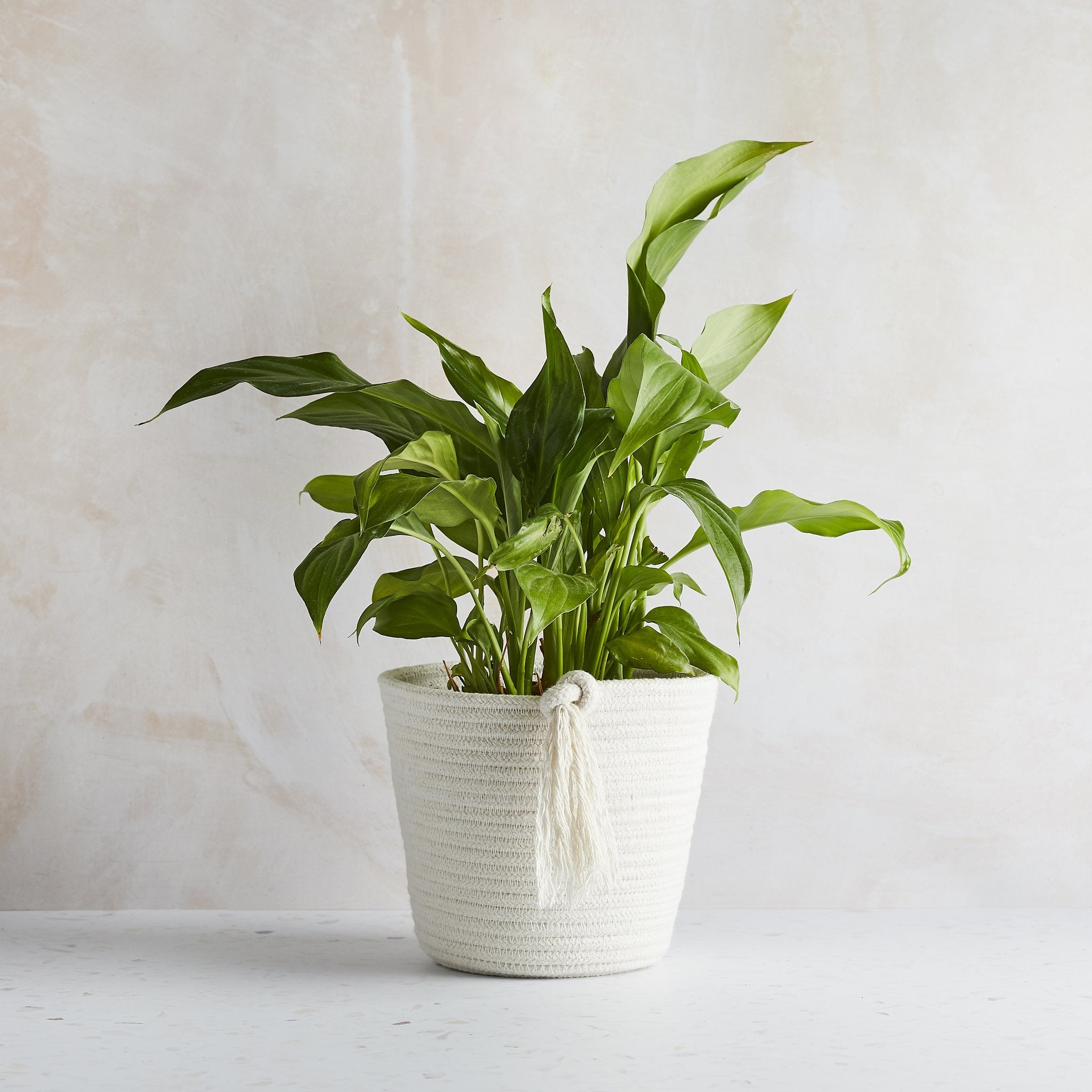 cotton plant in pot Cotton Plant Pots | Plastic-free Pots