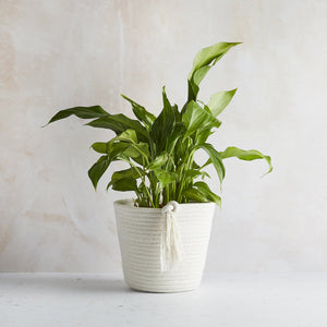 Cotton Eco Twist Plant Pot - Large