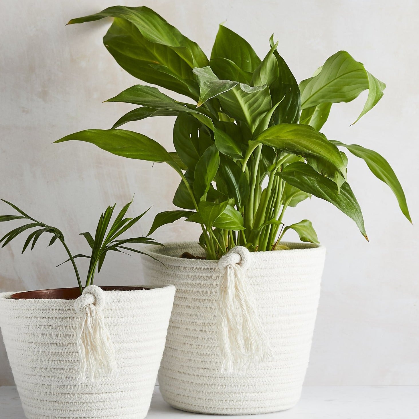 cotton plant pot Cotton Plant Pots | Plastic-free Pots